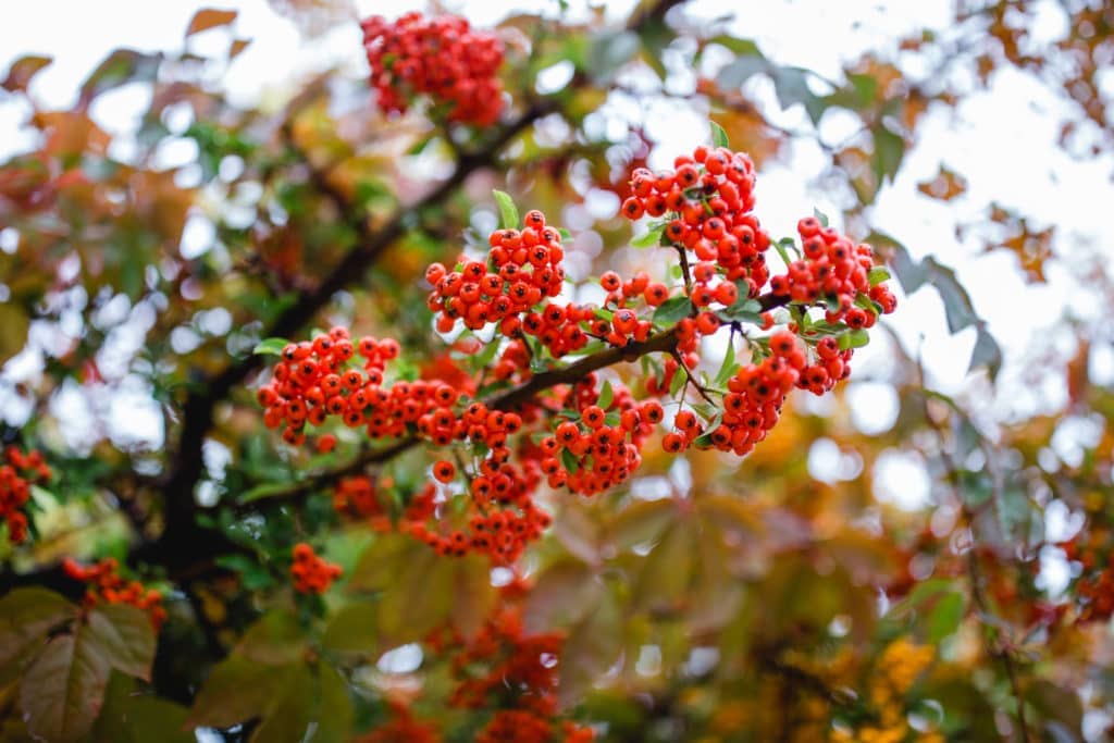 Herbst Südsteiermark Garten