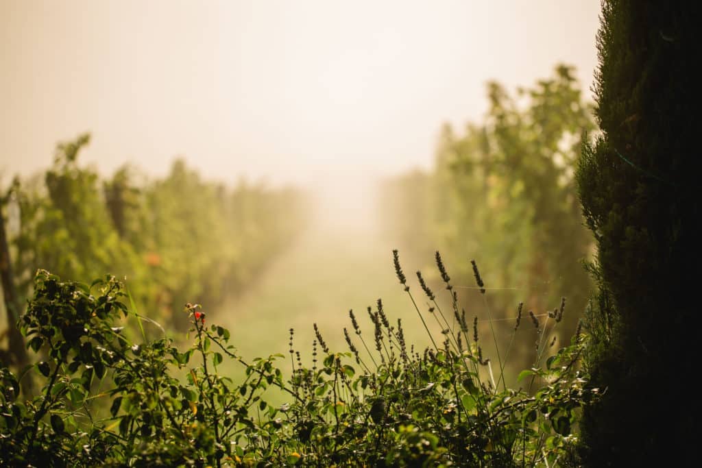 Südsteiermark Garten & Weinberg Polz