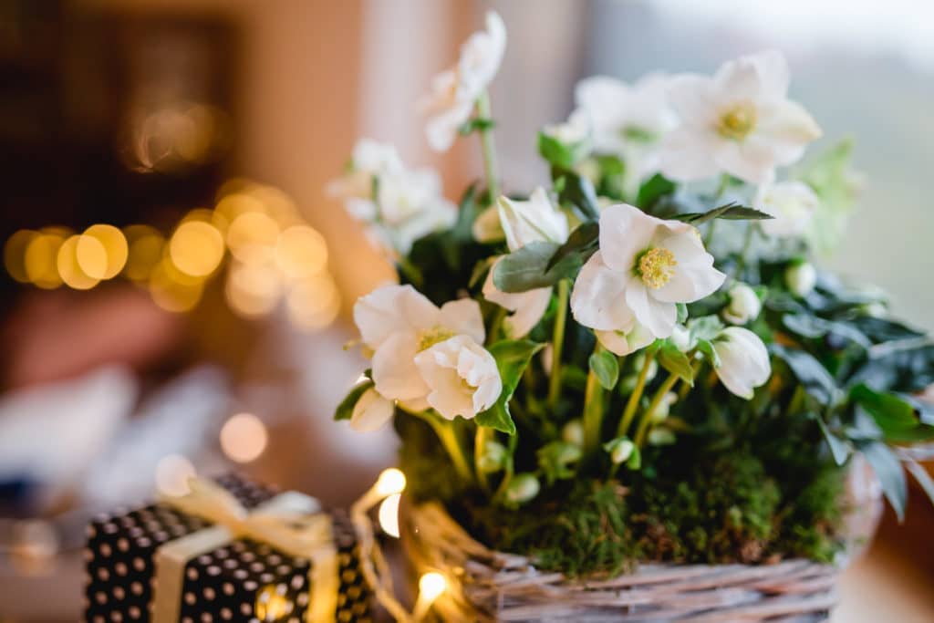 Südsteiermark Polz Garten Hofladen Weihnachten